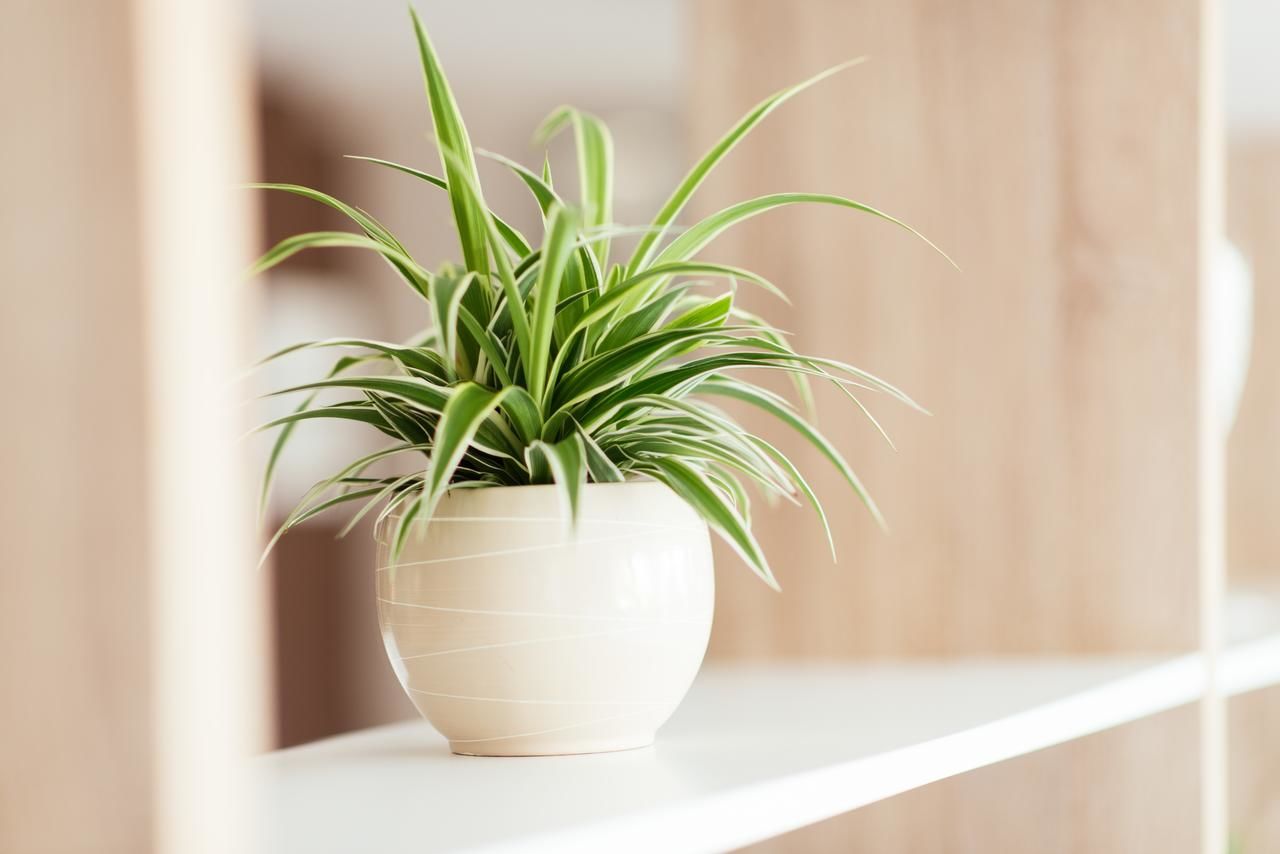 Отель Hotel Hermes Budva Будва-22